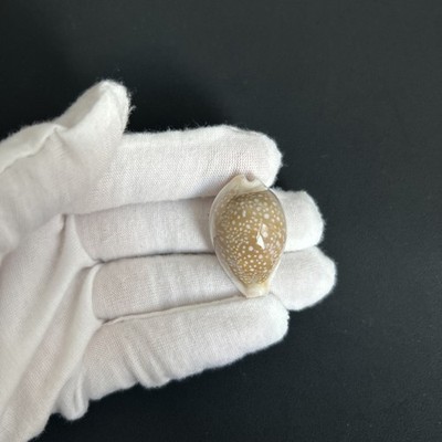 Cypraea miliaris, Naria miliaris, 31.5mm, millet cowry, Philippines cowrie shell