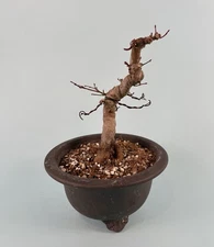 Japanese Maple Bonsai Potted In Yi Xing Bonsai Pot