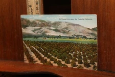 1900's Antique Postcard California An Orange Grove Near the Foothills 