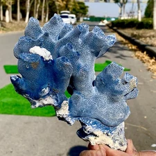 2.01LB Natural Blue Coral Reef Cluster Marine Mineral Crystal Specimen