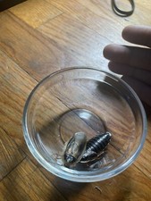 Dubia Roaches 25 Count Male And Female With Heat Pack