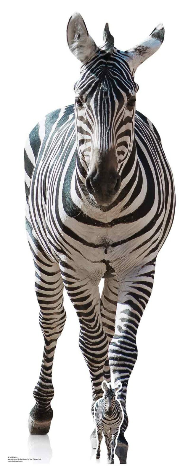 Zebra Animal Lifesize and Mini Cardboard Cutout / Standup / Standee - Safari