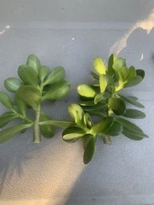 Jade Plant Crassula Ovata Deep Green Succulent 2 Fresh Cuttings