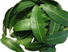 50 Fresh pied organic mango leaves