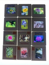 VTG LOT OF 12 SLIDES STUNNING CA FLOWERS PROFESSIONAL SHOT 35MM MACRO 70/80s 56
