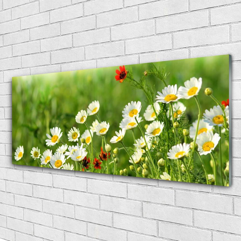 Tableau sur verre brillant nature marguerite 125x50 cm en verre de sécurité