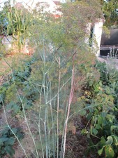 Semences Aneth Hera Bio