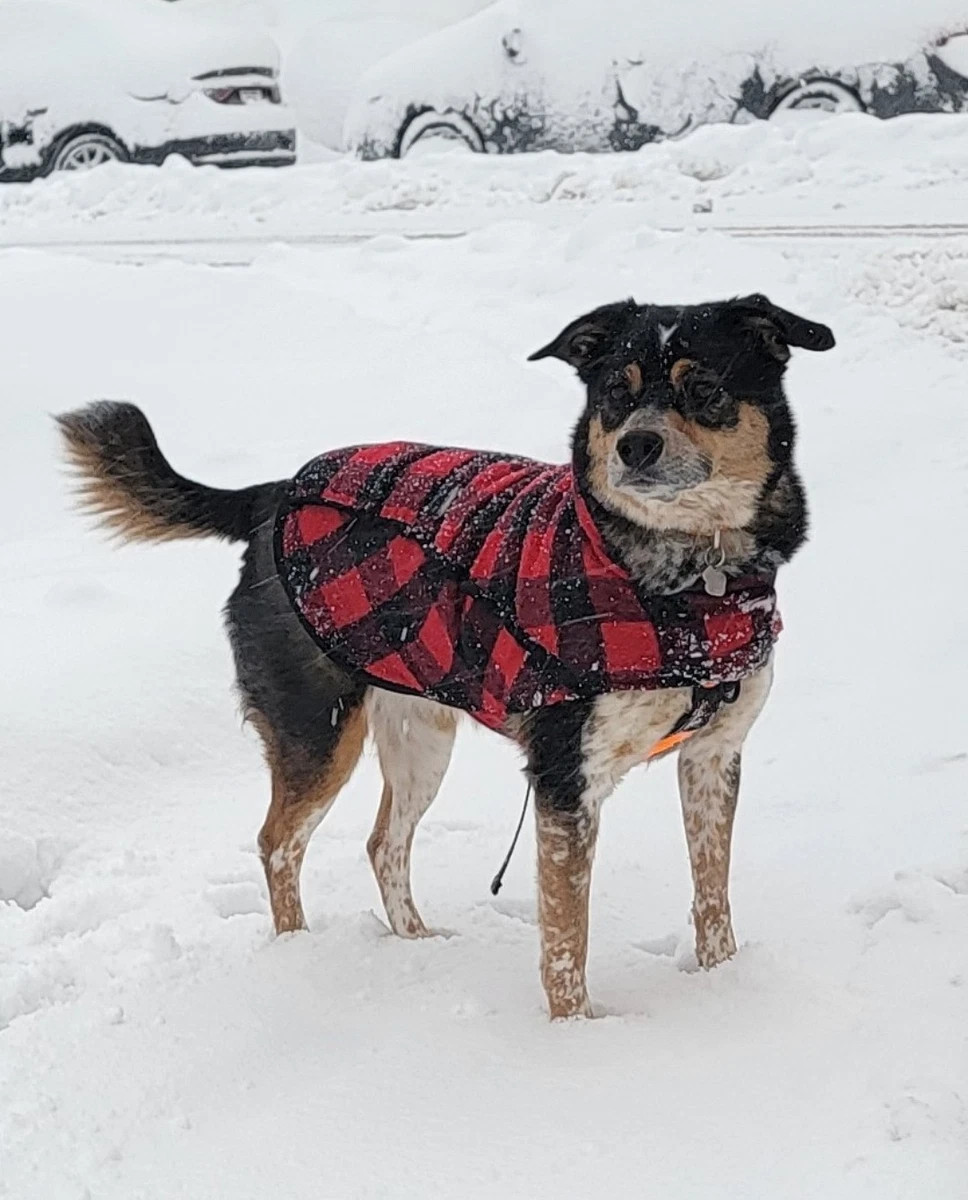 Dog Coat Sweater For German Shepherd Christmas Elk Puppy Big Dog Sweater  For Medium Large Dogs