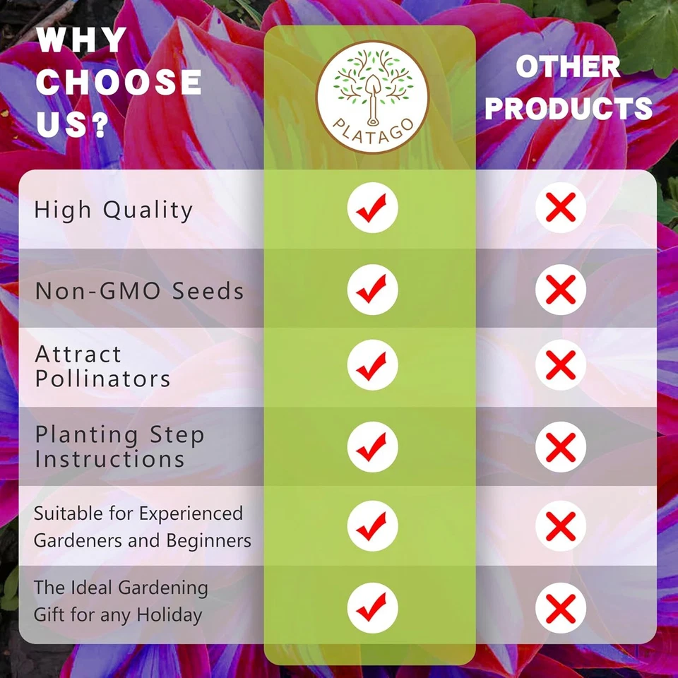 Hosta Seeds Perennial Hosta Plants Grow Easily Rare Blue Purple Hosta Bulb Seeds - Image 4 of 4