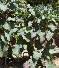 One Cutting of Perennial Purple Leaf Tree Collard / Kale  (Fast Shipping)