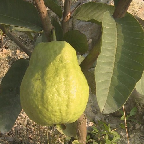 300 White Guava Seeds Psidium guajava Seed Organic Fruit - Picture 5 of 7
