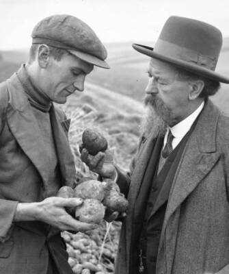 Mayor of Chatham in Kent inspects part of potato crop with a - 1941 Old Photo 1
