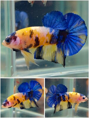Male Betta Live Fish - Koi Yellow Galaxy HMPK - JJ38 - High Quality A++