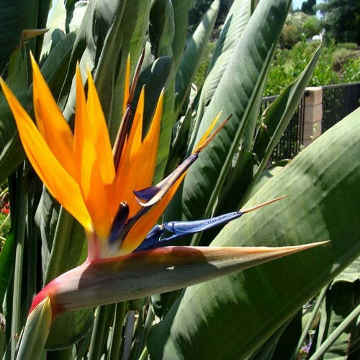 Strelitzia reginae, Orange Bird of Paradise - 5 Sementes | eBay