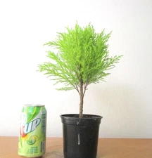 Dwarf Lemon cypress for mame shohin bonsai tree #1