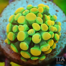 Royal Gold Hammer - NOT WYSIWG | Live LPS Coral | Aquacultured