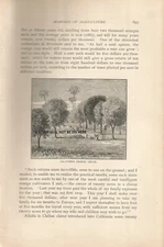 CALIFORNIA ORANGE GROVE LADDER USA AMERICA AGRICULTURE  1887 ILLUSTRATION PRINT