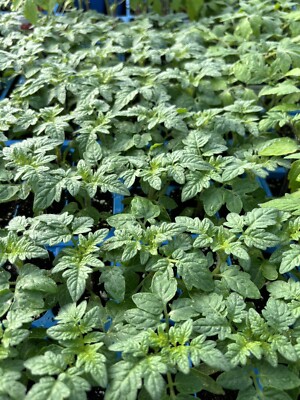 Lot of 2 RED CHERRY TOMATO LIVE PLANTS 6 to 10 inches 60+ days old