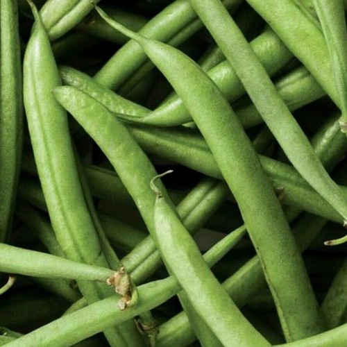Heirloom 1.99 Vegetable Garden Seeds 250 Varieties Combined Shipping .99 NON GMO - Picture 44 of 240