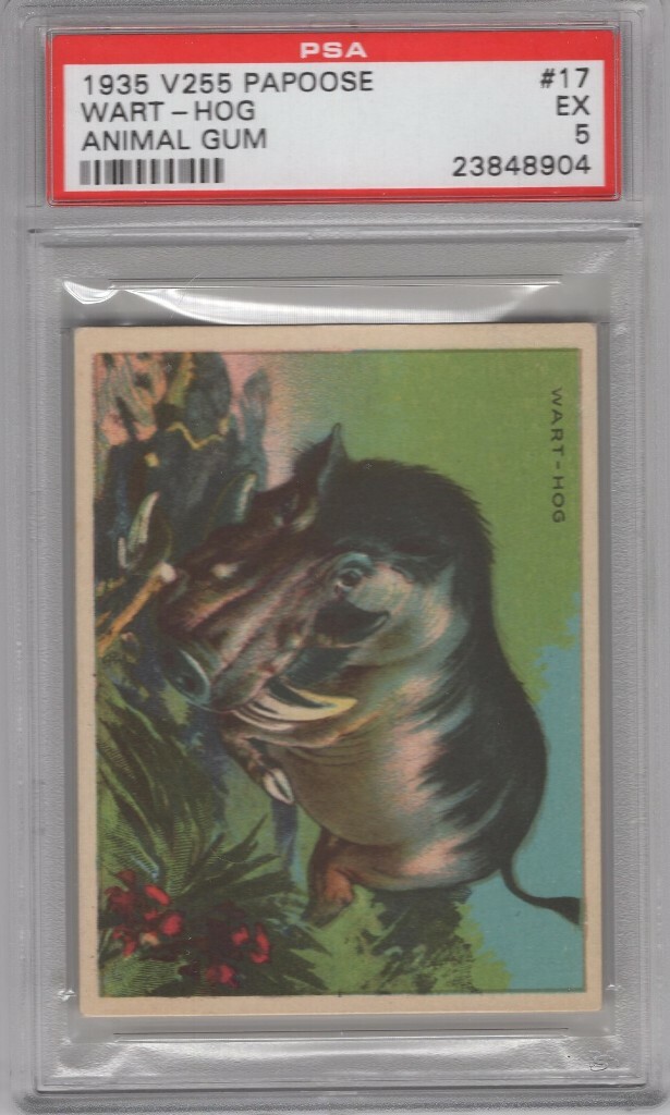 1935 Papoose Animal Gum V255 #17 WART-HOG Graded PSA 5 | eBay