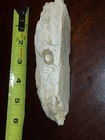 Chrinoid Fossil in Rock Matrix Specimen with Circular Impression, Approx. 6"x 1" — photo 3