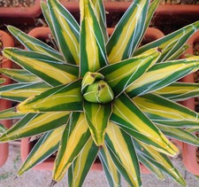 Agave Victoriae Reginae Mediopicta - variegated