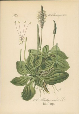 Chromolithographie : Schafzunge. Mittlerer Wegerich. Plantago media L. Plantagin