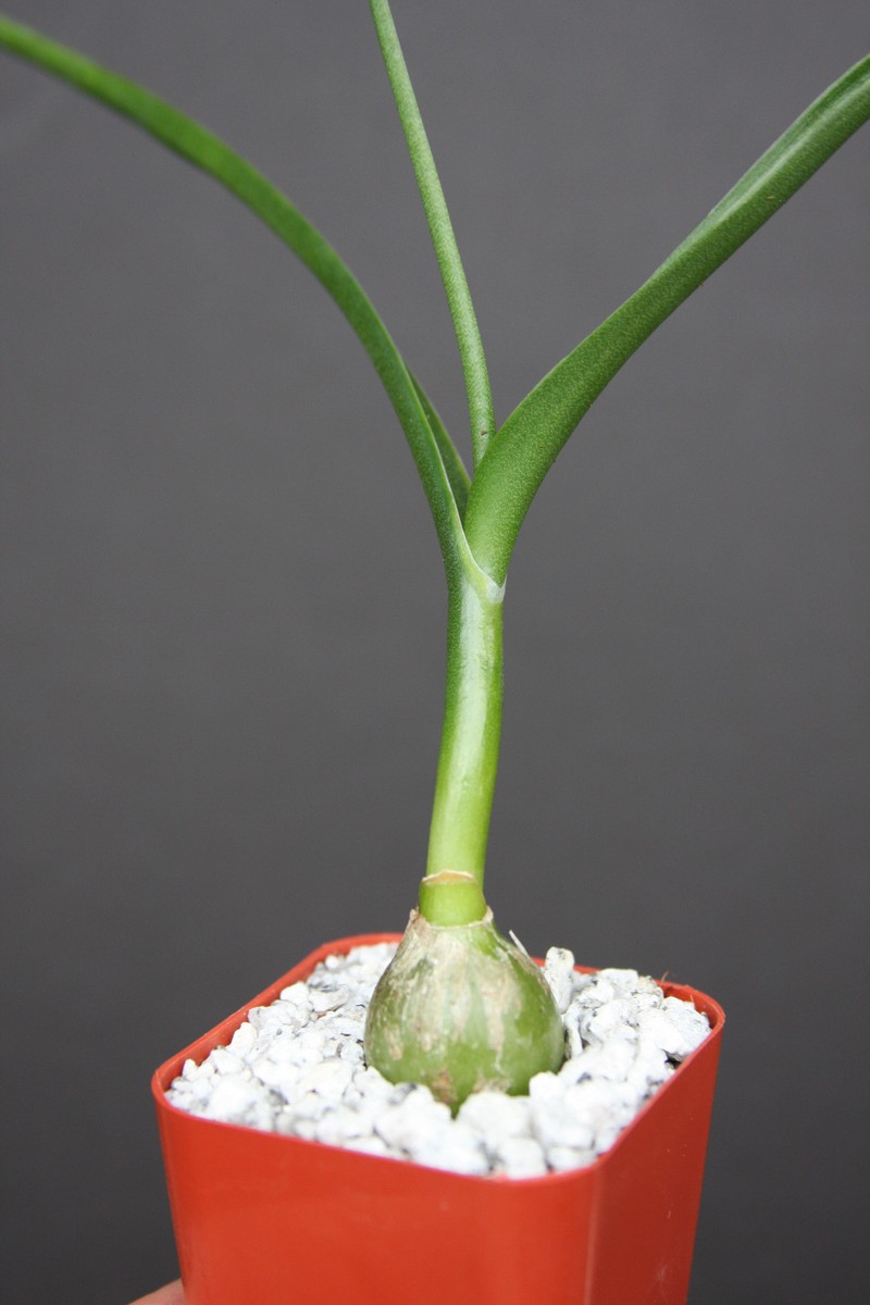 Pregnant Onion plant Ornithogalum caudatum @J@ rare exotic false sea bulb  2