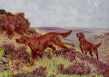 IRISH SETTER DOG GREETING CARD DOGS ON THE MOOR NOTE CARD