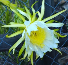 3 American Beauty Dragon Fruit Fresh Cuttings 8 -10 inch long self pollinating