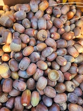 10lbs Black Oak Acorns For Deer or Tree Seeds , flour 2025