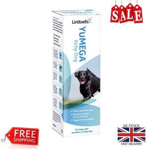 purebred terrier dogs