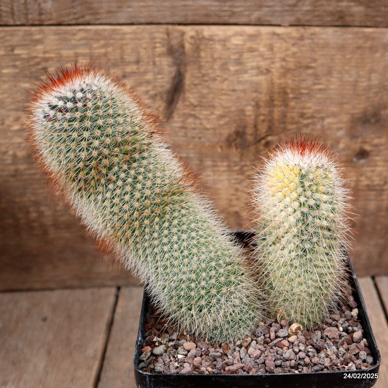 D645 MAMMILLARIA SPINOSISSIMA VARIEGATED pot12-H18-W15 cm MaMa Cactus | eBay