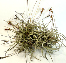 Live Air Plant Extra Large 5"+ Tillandsia Recurvata Texas Ball Moss Flowering