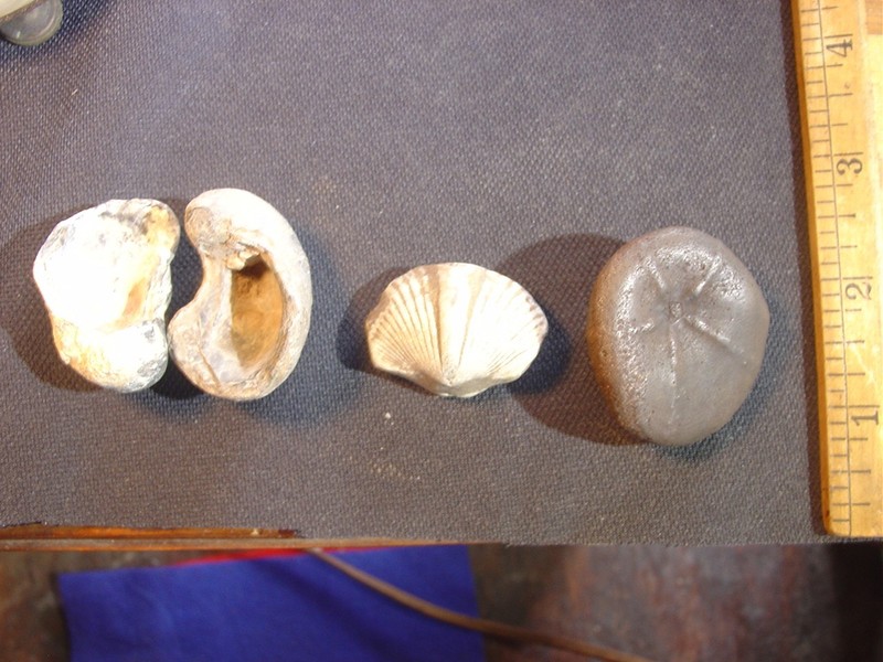 Nice lot of fossils, will go good with a starter collection.