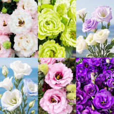 300 Mixed Lisianthus Flower Seeds for Planting Outdoor-Perennial Eustoma Cut Flo