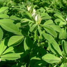 Fenugreek Seeds | 100 Seeds | NON-GMO | Heirloom | Fresh Garden Seeds- USA