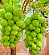Semillas de uva moscatel brillante 1000++ (Vitis vinifera) para plantar