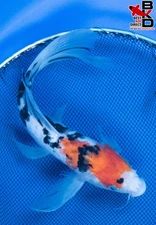 11" BUTTERFLY DOITSU SANKE Live Koi Fish Garden Pond 10/31