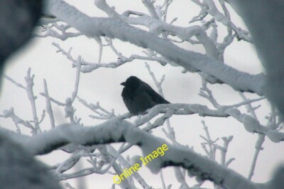 Photo 6x4 Hooded Crow (Corvus cornix) on snowy branches, Halligarth, Balt c2013