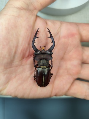 57mm lucanus gradivus vietnam rare