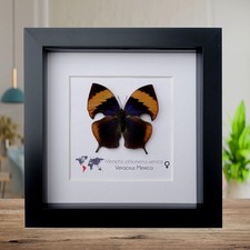 Framed memphis philumena xenica butterfly, entomology art, 6"x6"