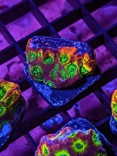 WYSIWYG RR Spicy Lemon Favia Live Coral Rainbow Multi LPS SPS Acro Zoa JF WWC