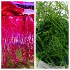 Combo 30+leaves  Red Root & 30+ Stems Guppy Grass.Buy 2 Get 1 Free