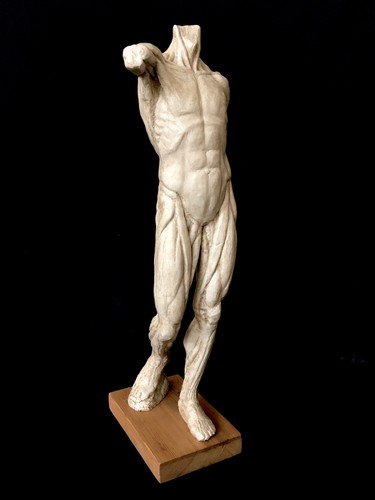 STUDIO ANATOMICO ÉCORCHÉ scultura figurativa in RESINA, scorticato FIGURA INTERA - Foto 2 di 5