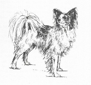 Papillon #4 - CUSTOM MATTED - 1963 Vintage Dog Art Print 0507 CLD