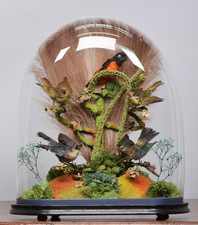 Antique Victorian Tropical  Birds Taxidermy  Glass Dome  C.1880