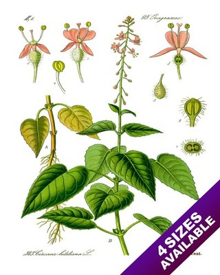 ENCHANTERS NIGHTSHADE HERB PLANT ILLUSTRATION PAINTING ART REAL CANVAS PRINT