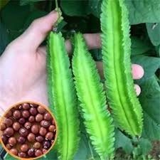 Organic Winged Bean Seeds - Dragon Bean -   u R  ng - new Season - FREE SHIPPING.