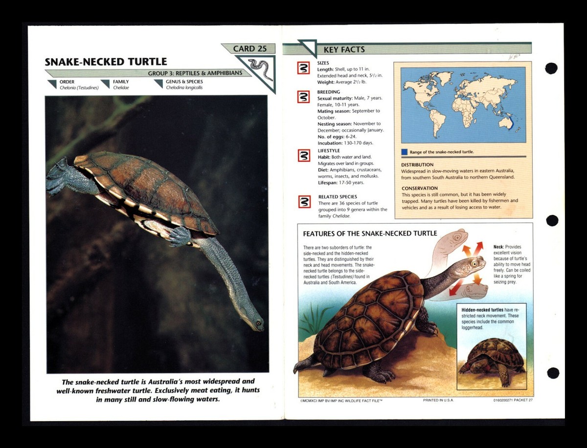 Snake Necked Turtle Wildlife Fact File Reptile Animal Card Home